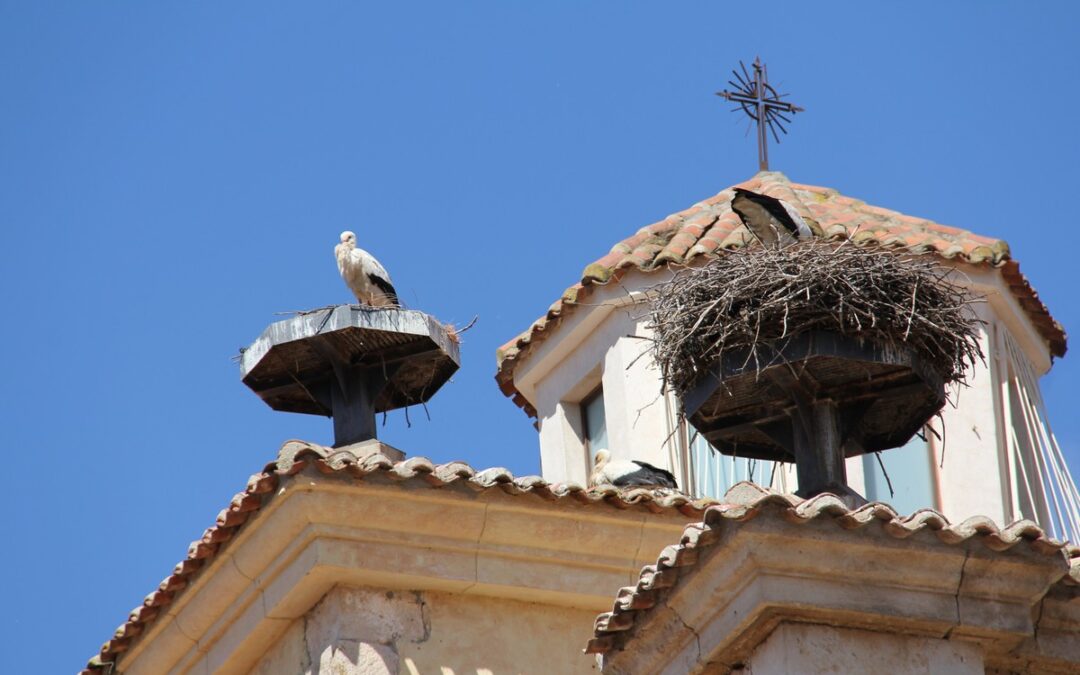 Nidos de cigüeña en Uceda