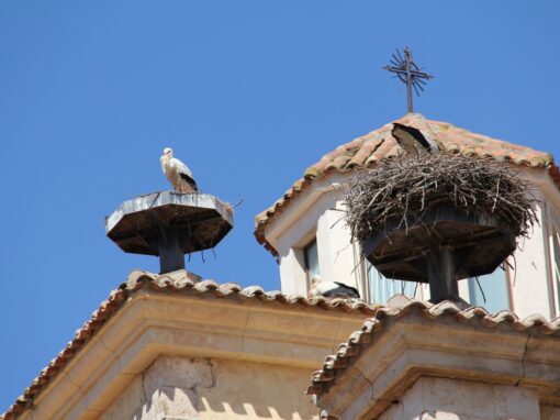 Nidos de cigüeña en Uceda